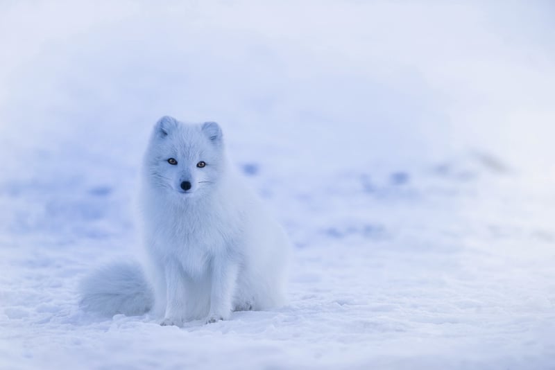 Arctic Encounters