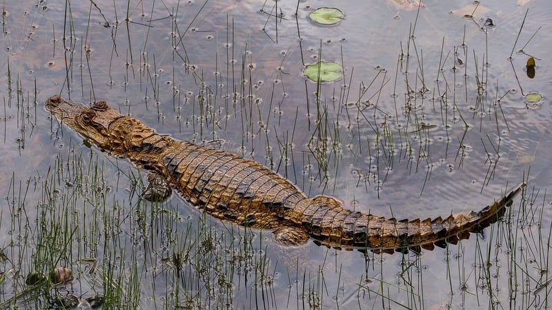 Rainforest Wildlife